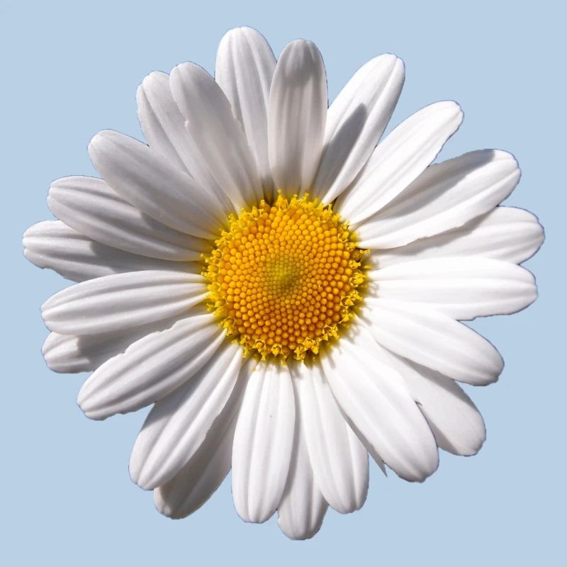 Margarite