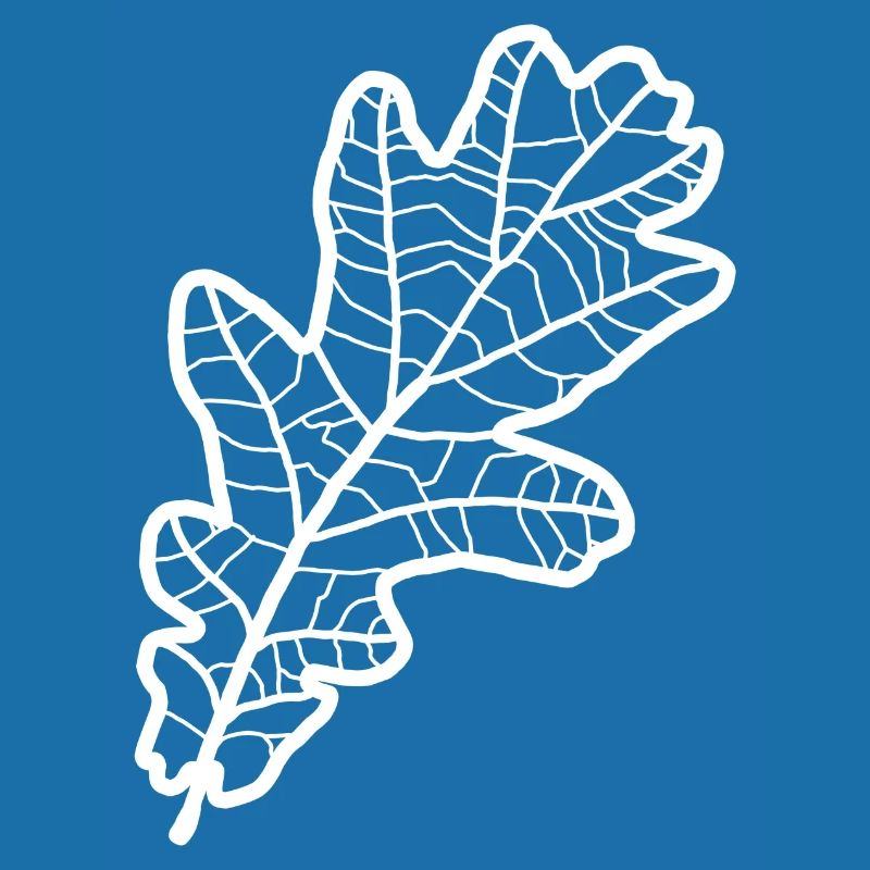 Eiche Eichenblatt Eichenlaub Eichen Oak Leaf Baum