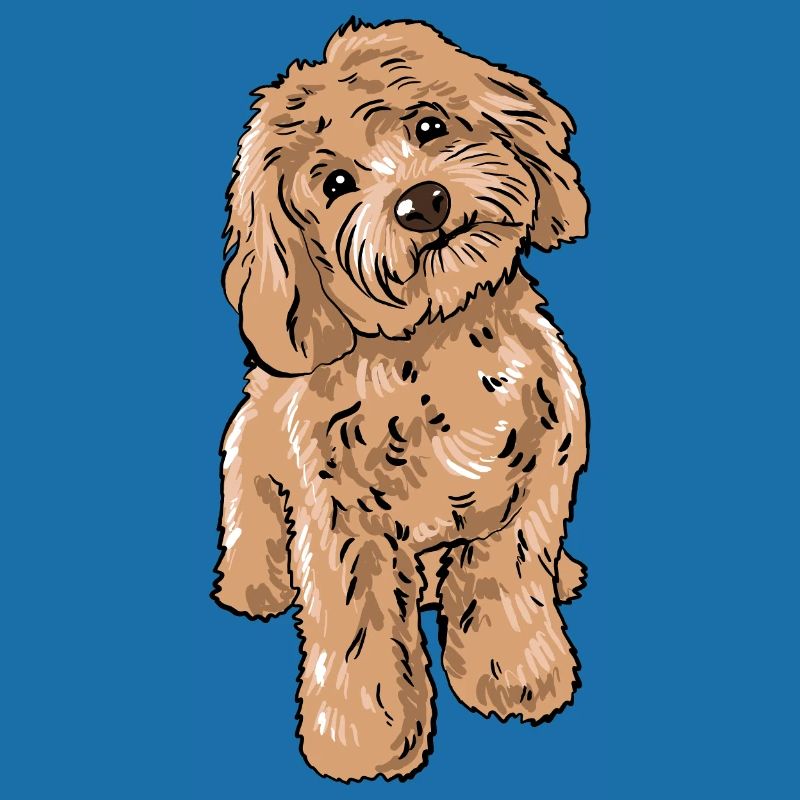 Cockapoo Hund