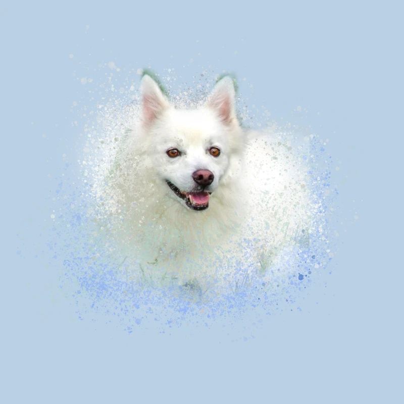 spitz,hund,graffiti,malerei,zwergpsitz