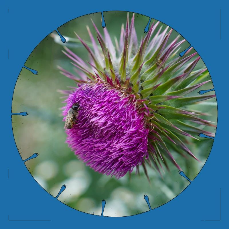 Die Distelblüte wird oft als Unkraut verschrien