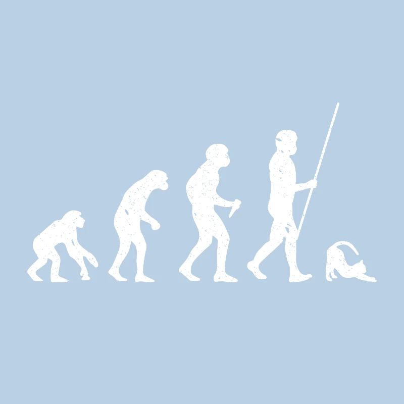 Évolution du chat