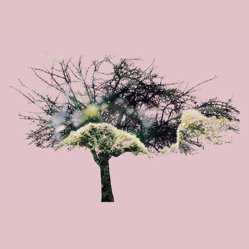 tree double exposure