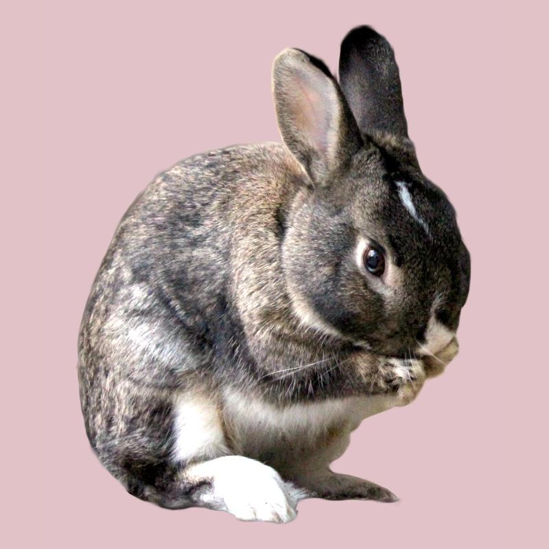 lapin