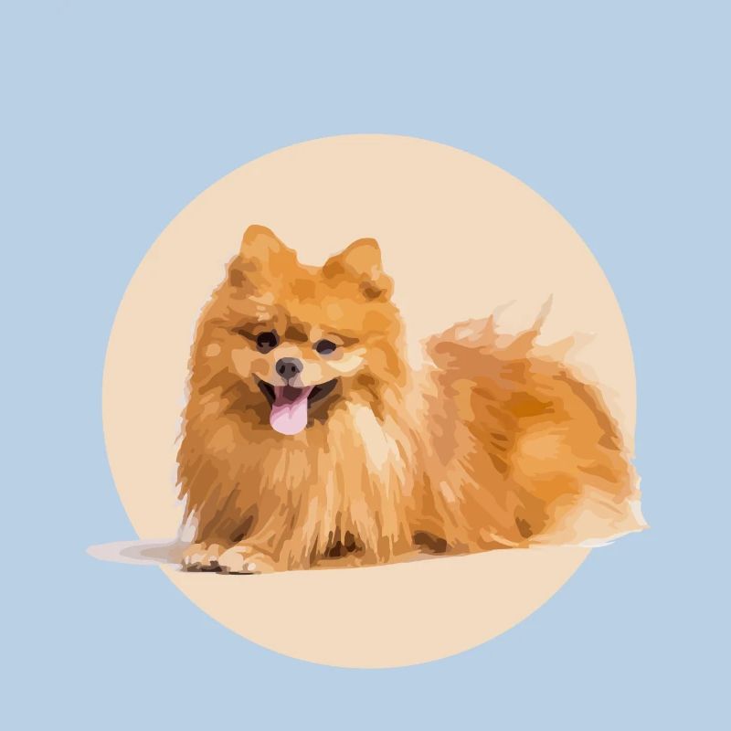 Red Spitz