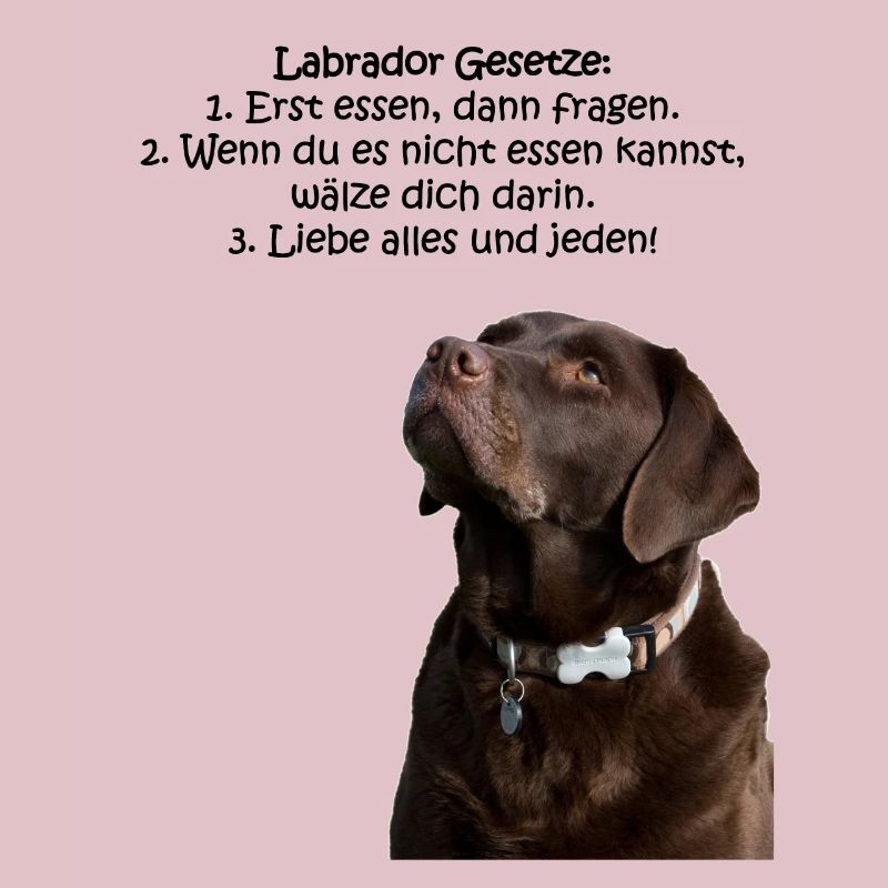 Die Gesetze eines Labradors