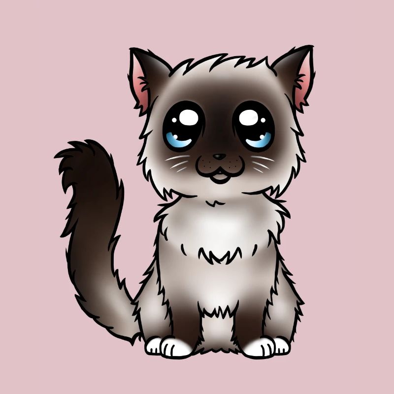 Birman - Seal Point