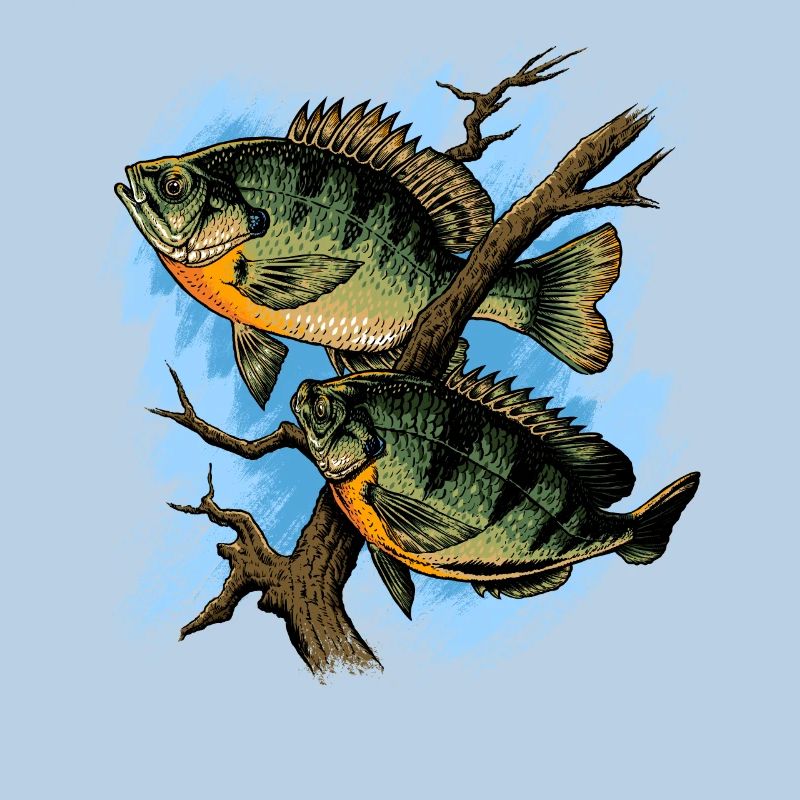 Crapet Arlequin Illustration Pêche Pullover conception