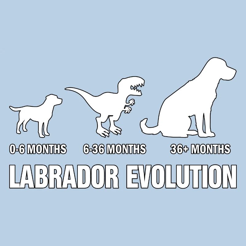 Labrador Evolution