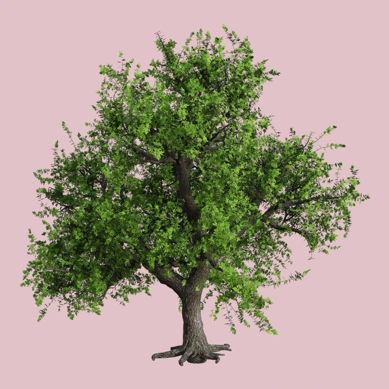 Bäume