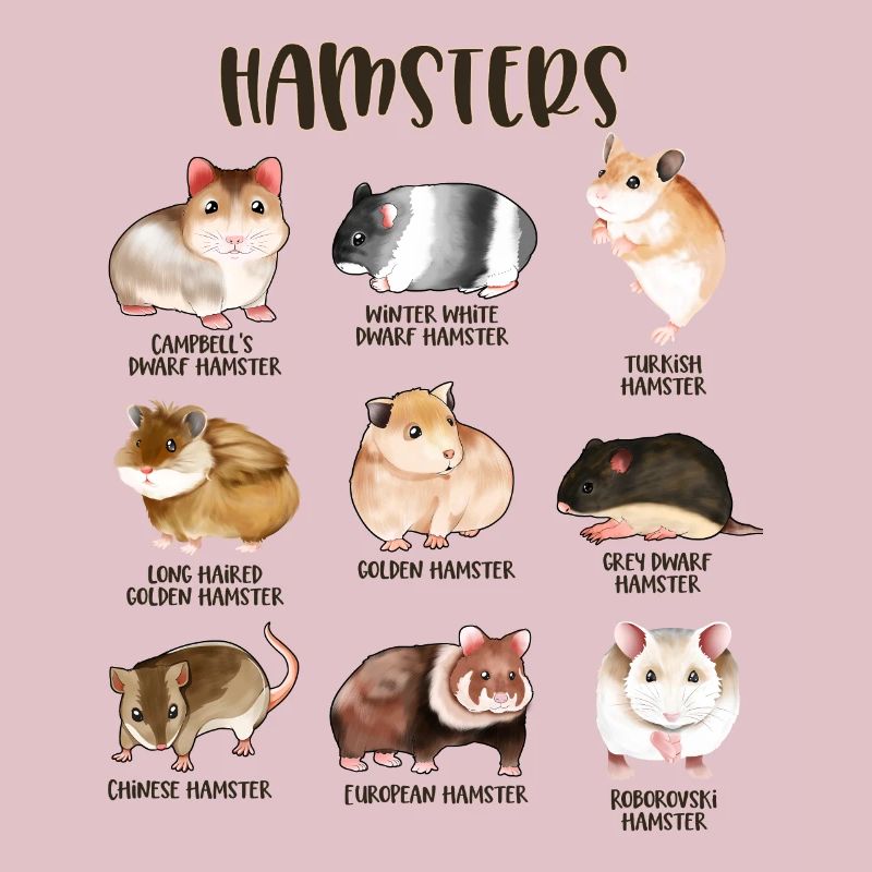 Beaucoup de hamsters différents