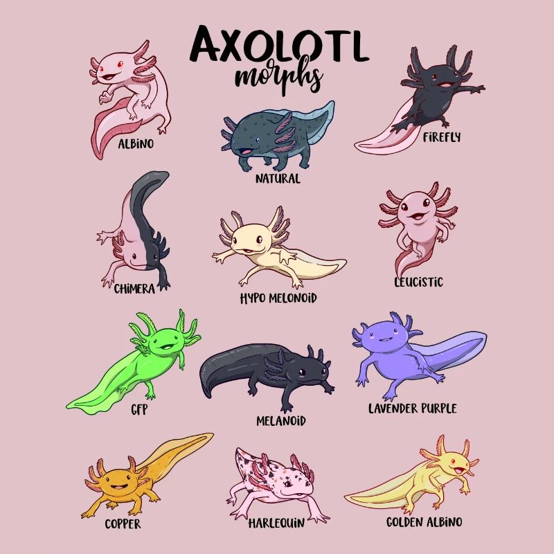 Various Kawaii Axolotls