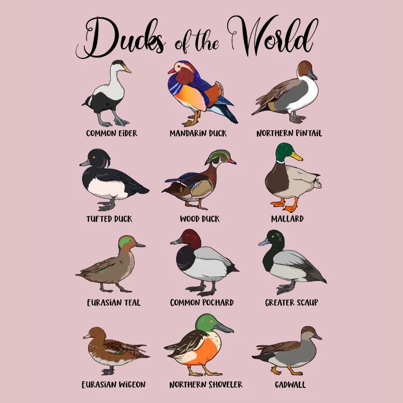 Different ducks - types of ducks