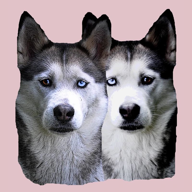 Husky Malamut Husky pack,