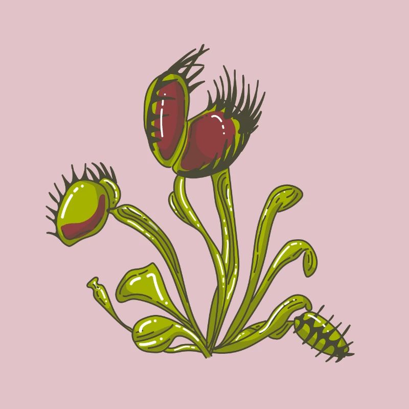 Carnivorous plant Venus flytrap