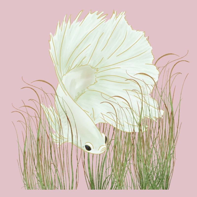 Betta Splendens Halfmoon White