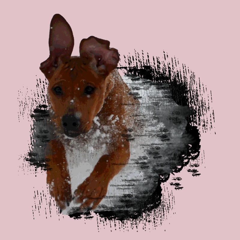 Rhodesian Ridgeback