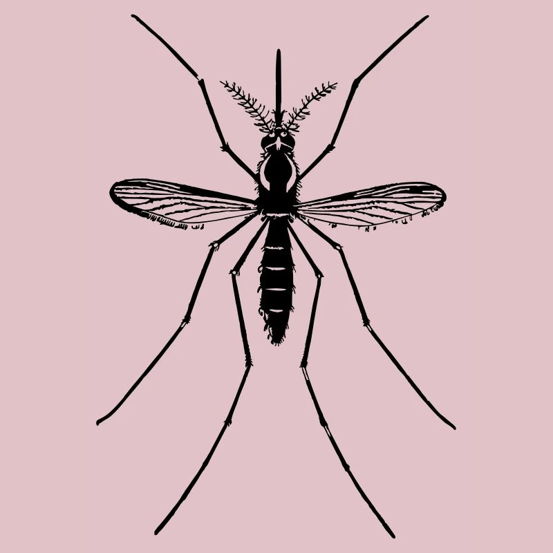 Mosquito mosquito