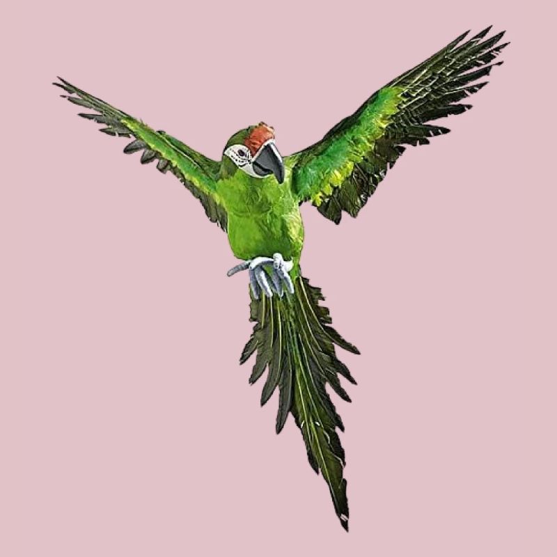 parrot green ara bird