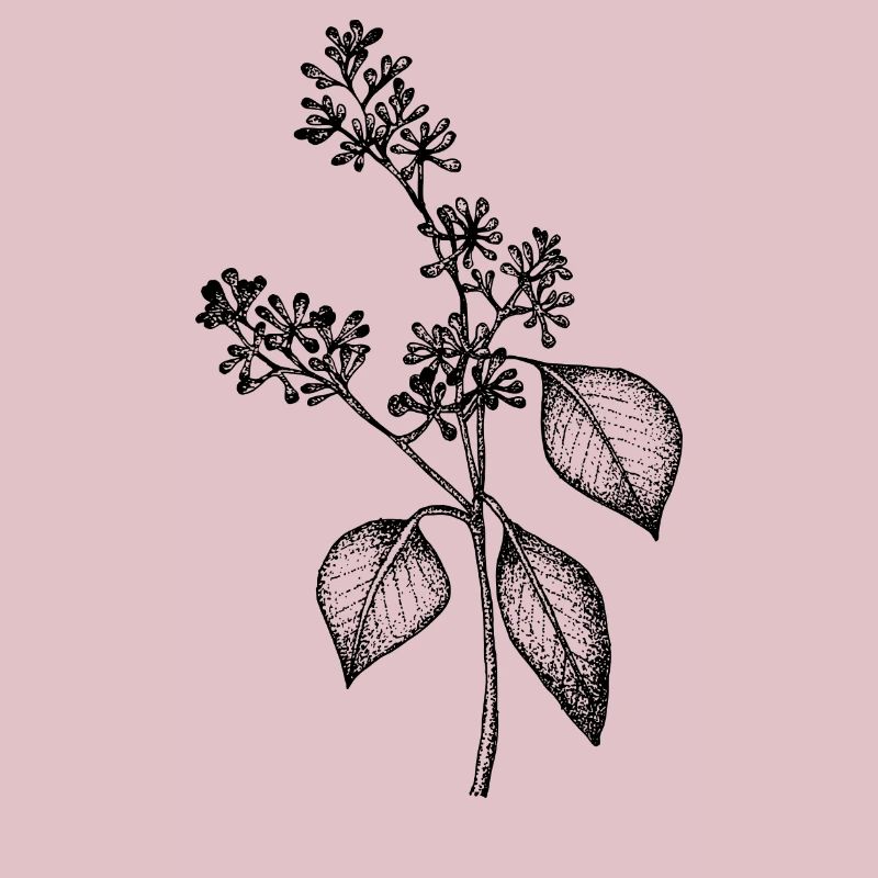 Eucalyptus