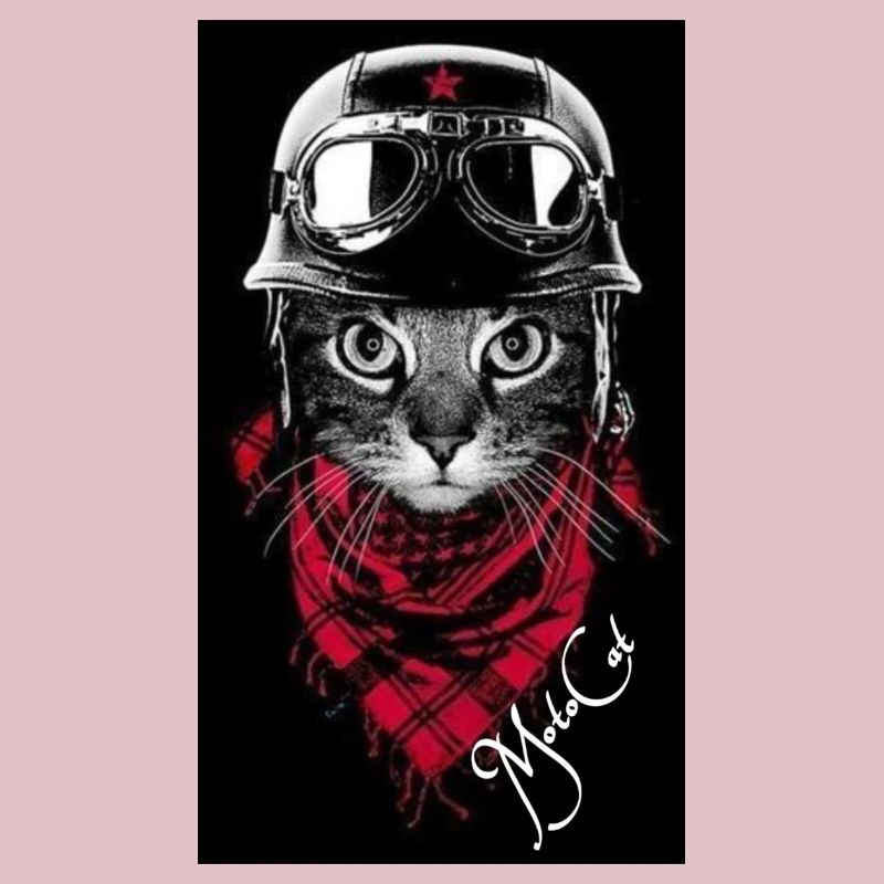 Collection De chats