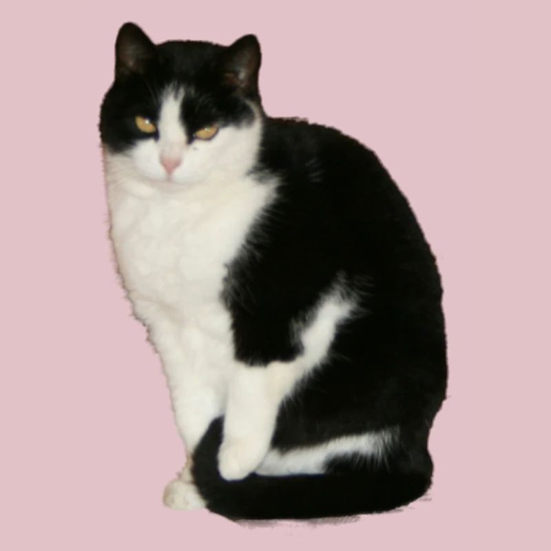 Chat noir - blanc