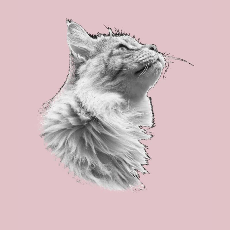 Katze