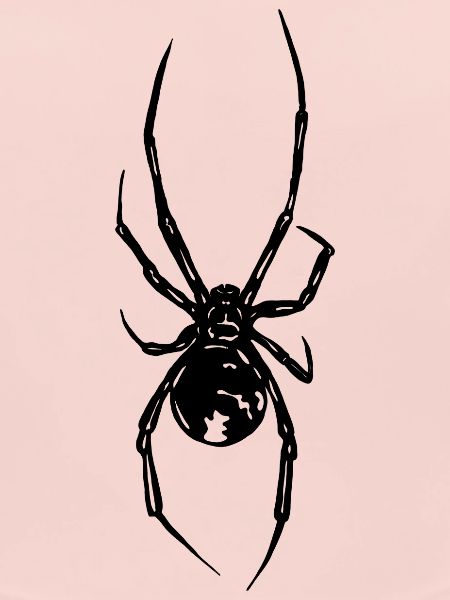 Spinne