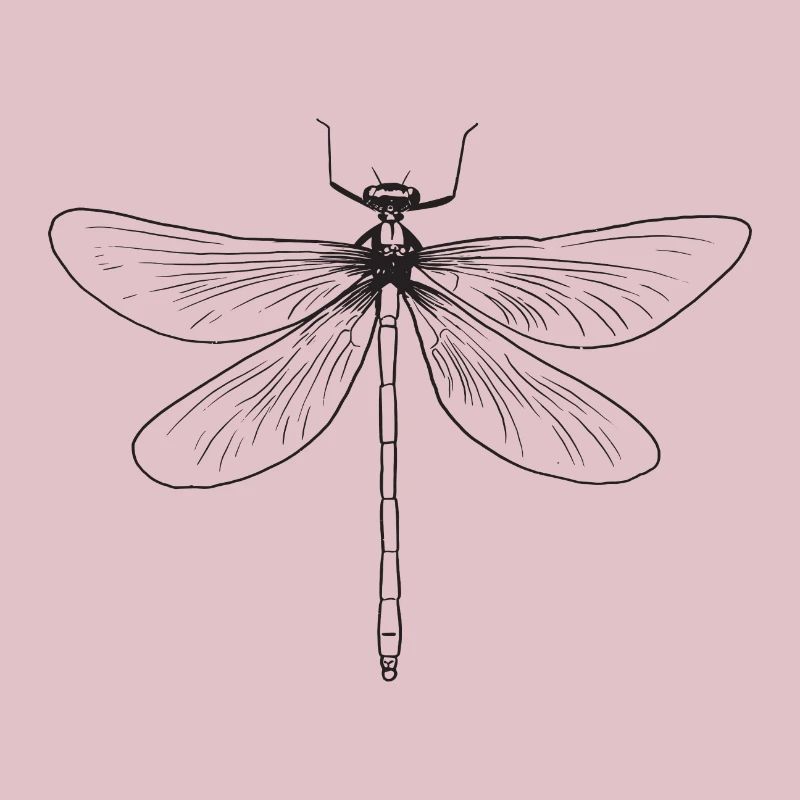 Libellule