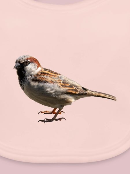 Spatz