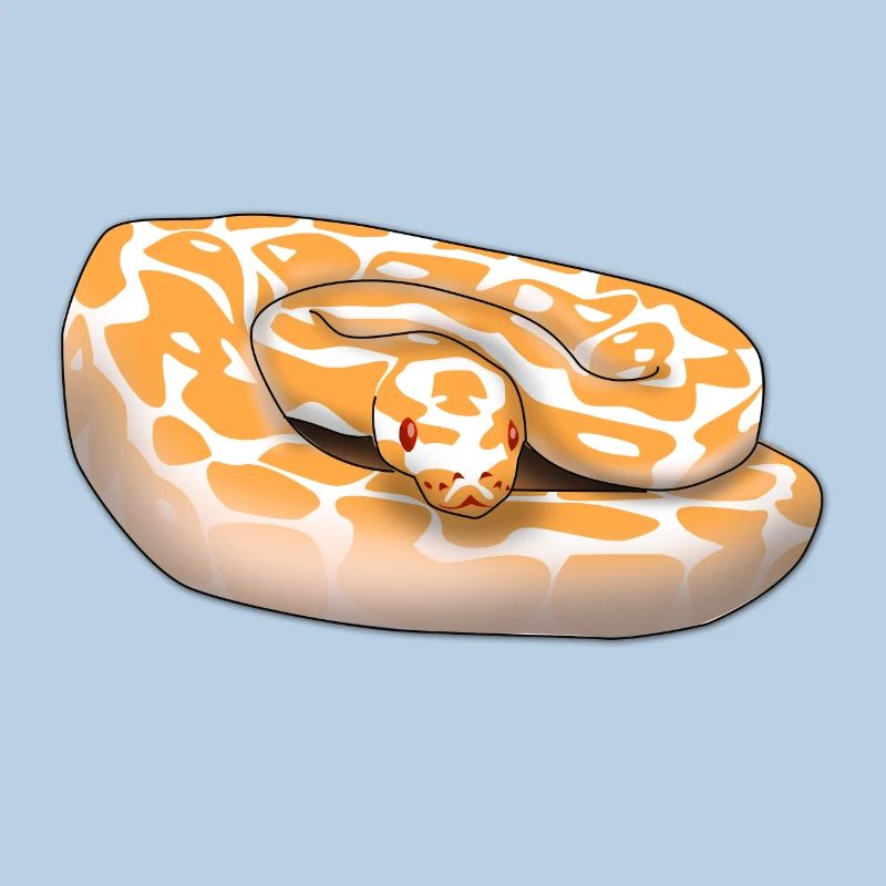 Lavender Albino Ball Python (Python regius) Schla