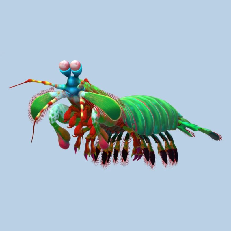 mantis shrimp