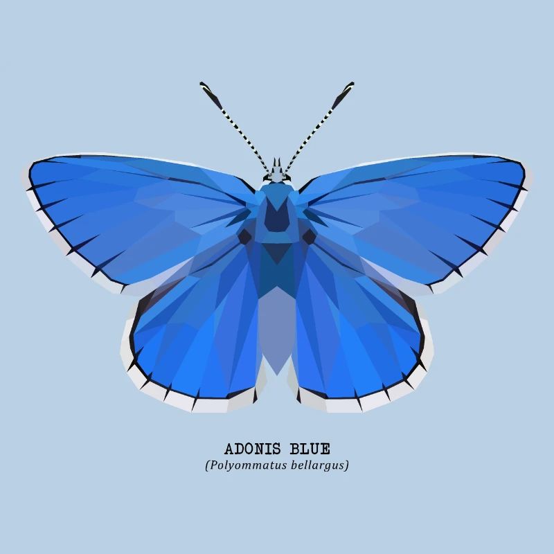 Adonis Blue