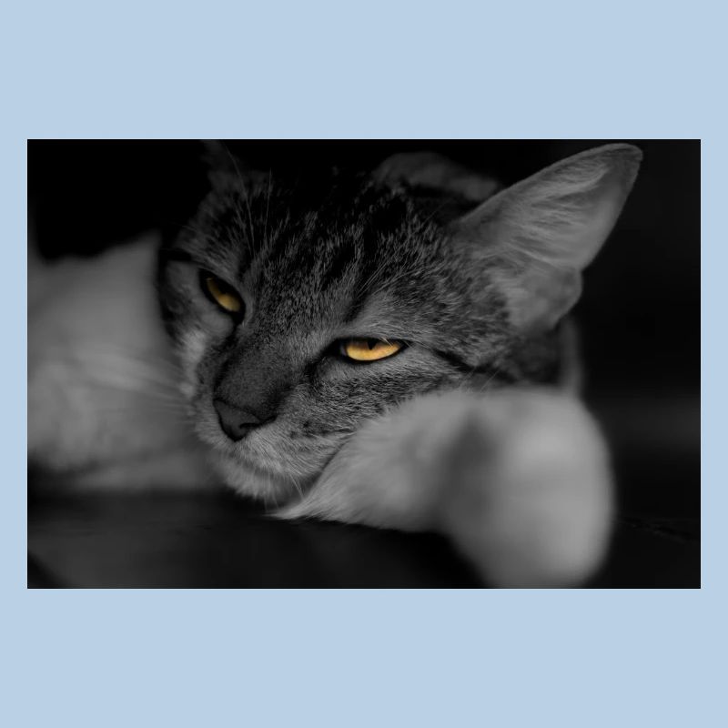 Die Katze mit dem schrecklichen Blick