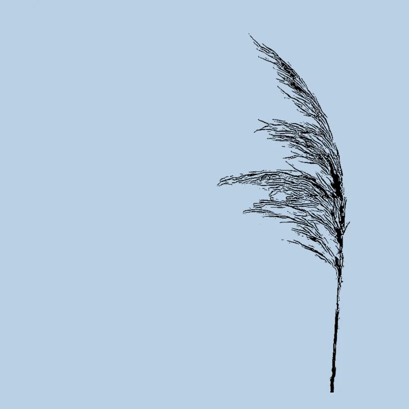 Halm dans le vent