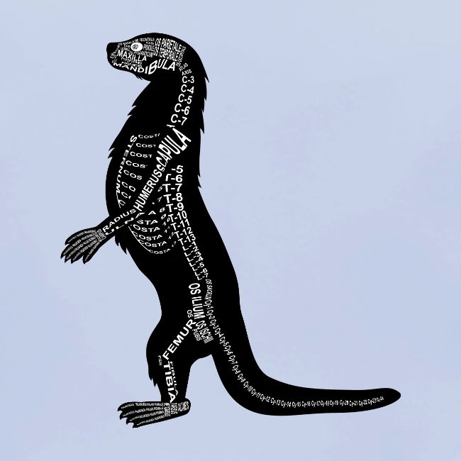 Loutre
