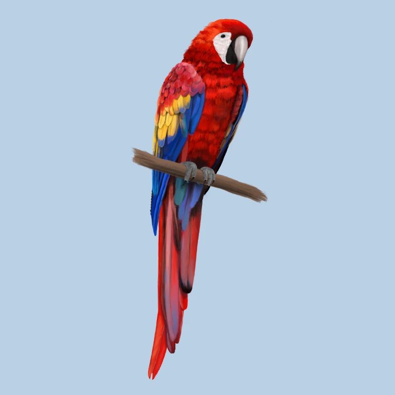 Parrot - Ara parrot