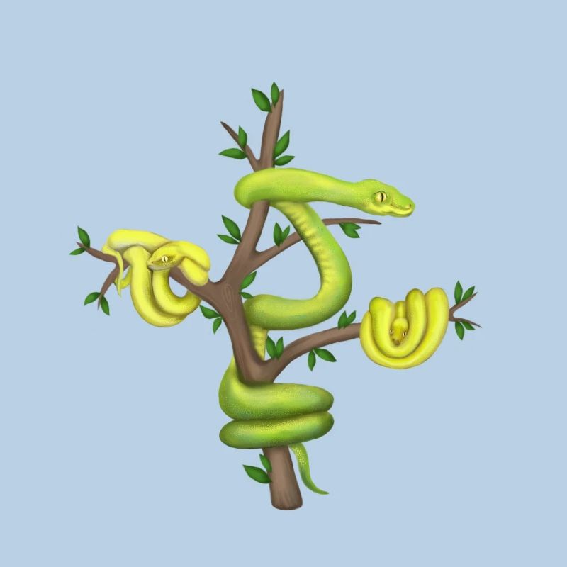 Der Grüne Python - Baumpython