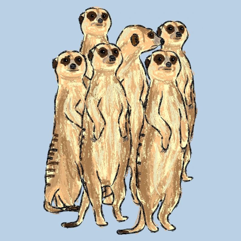 Conception de suricate / suricate