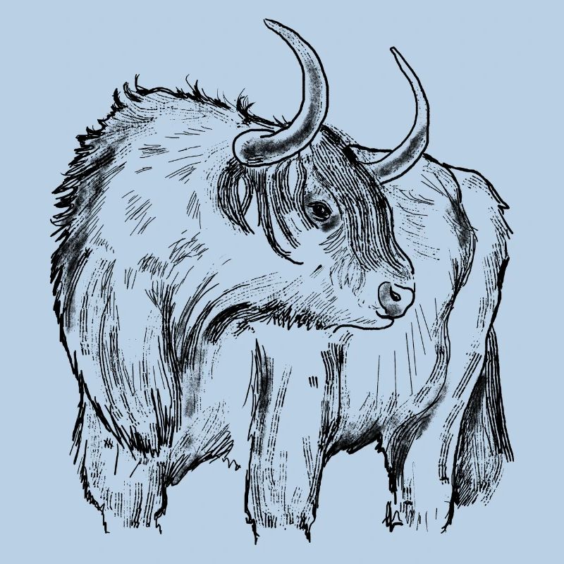 Highland beef drawing