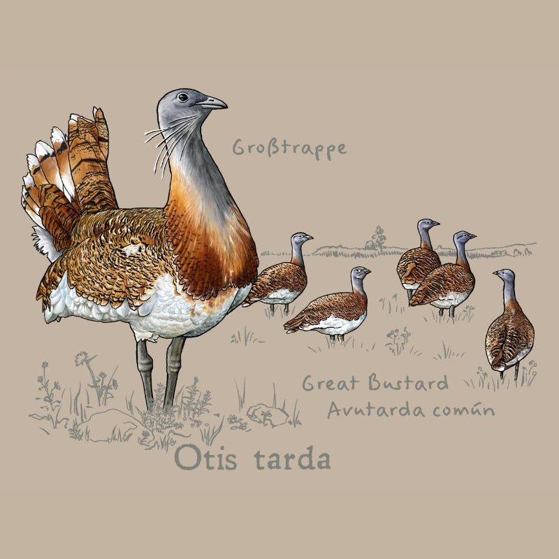 Great Bustard light