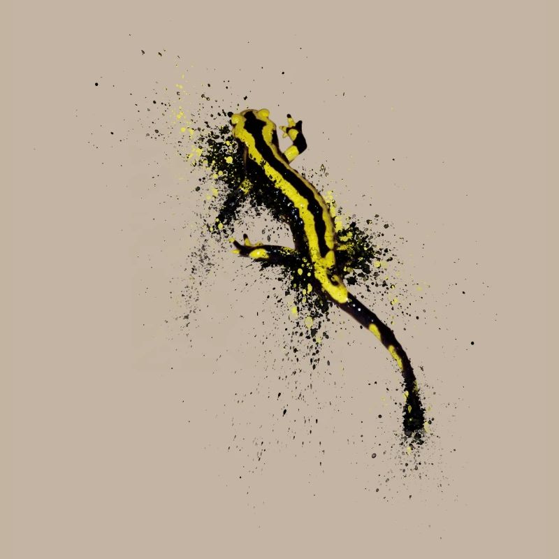 Dappled Salamandre
