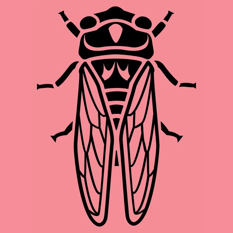 Cicada - insectes
