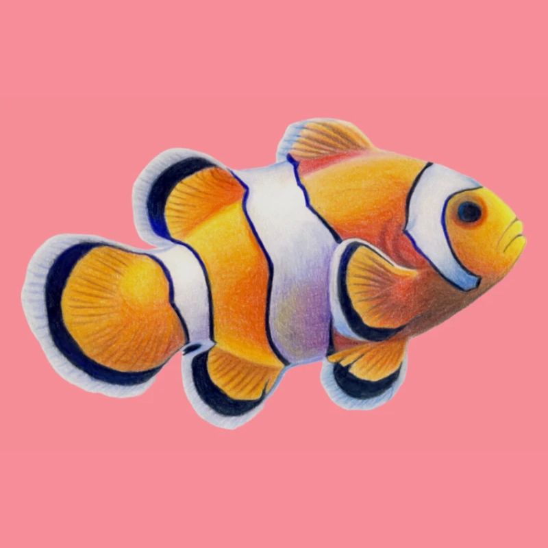 Clownfish