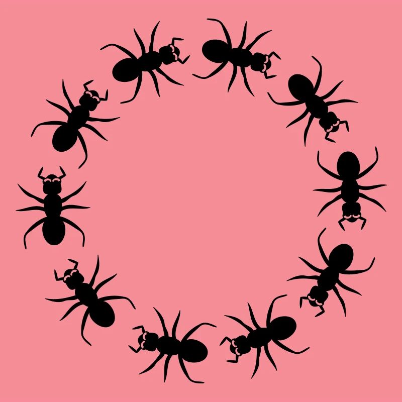 Ant insect district