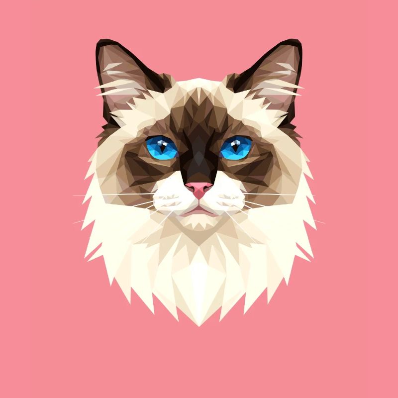 Chat Birman Chat Birman Sacré Chat Birman Mignons Chats Birman