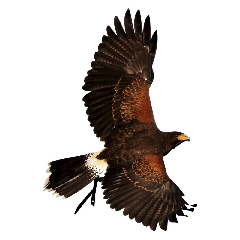 Eagle eagle birds voegel bird1