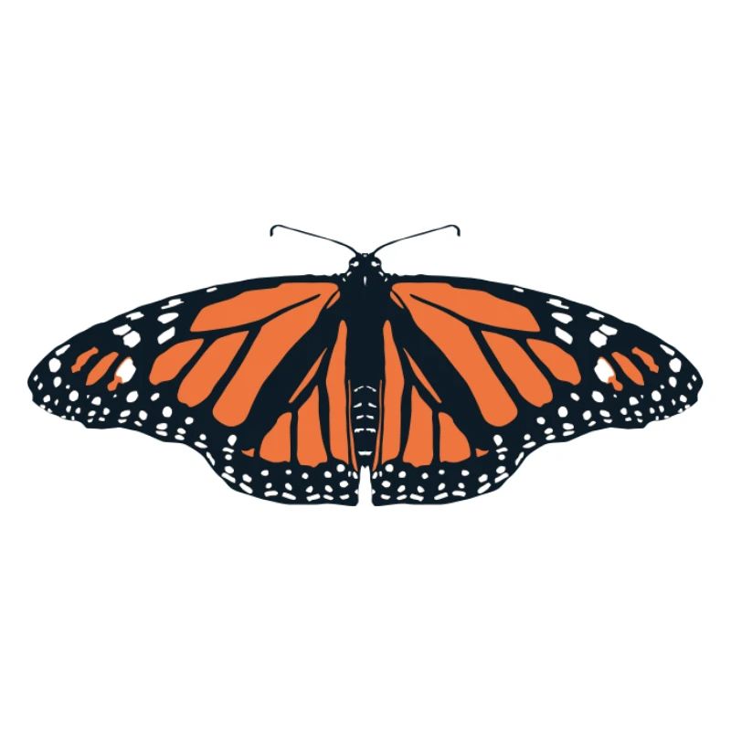Papillons : Le papillon monarque