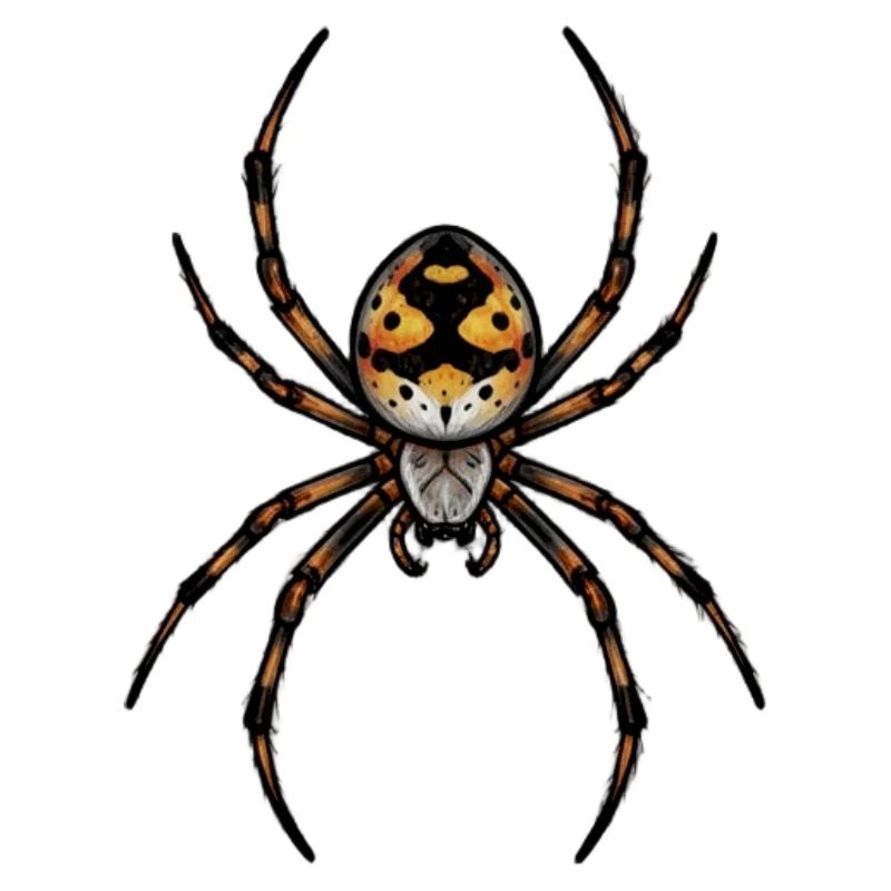 small spider