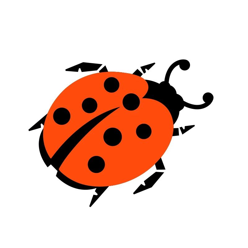 ladybug marienkaefer